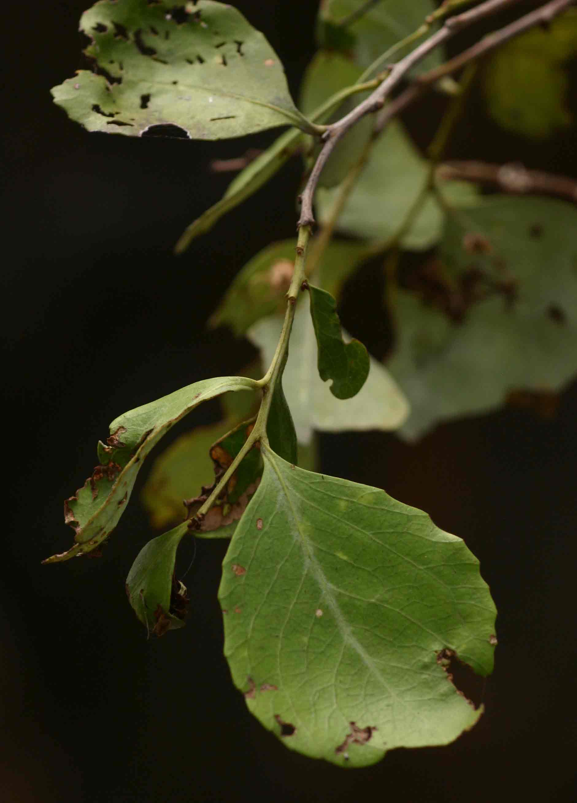 Maytenus undata