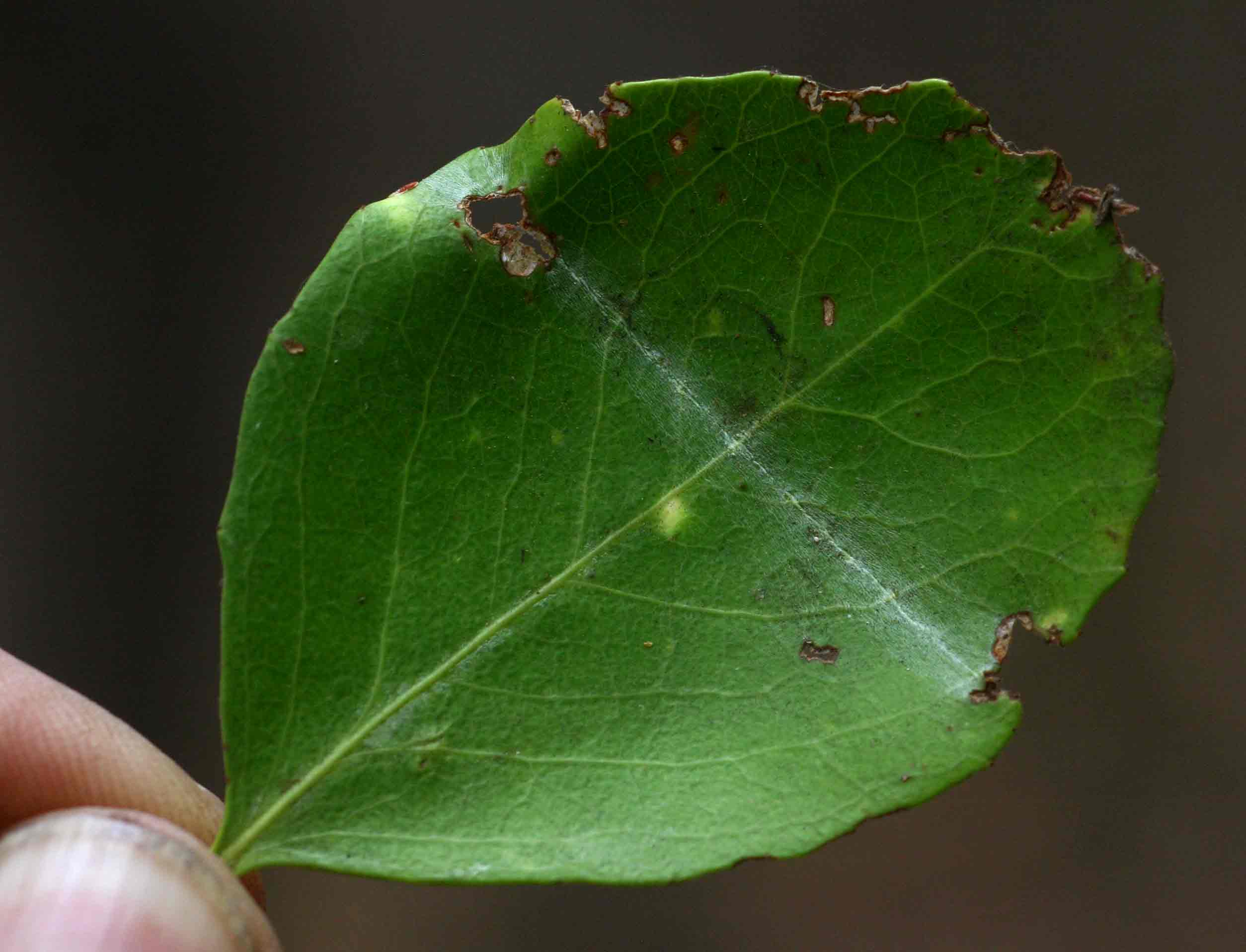 Maytenus undata