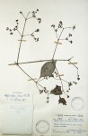 Hippocratea indica