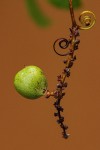 Paullinia pinnata