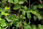 Paullinia pinnata