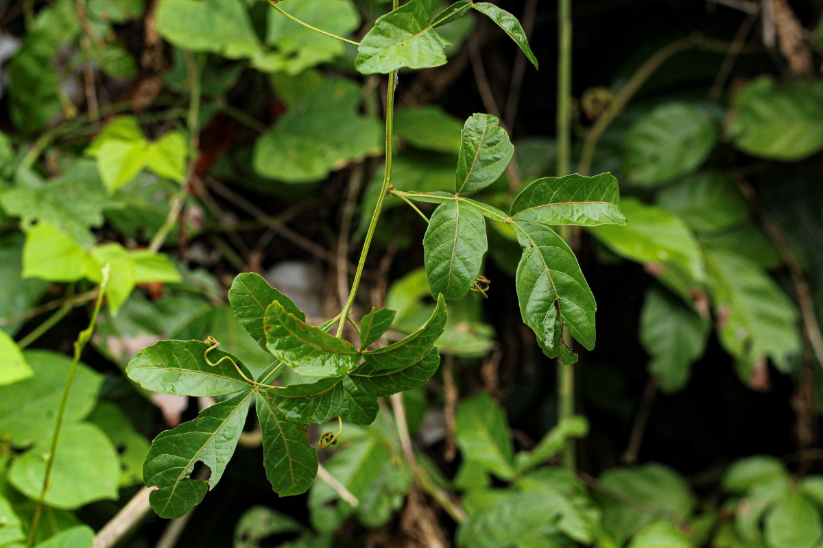 Paullinia pinnata