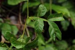 Paullinia pinnata