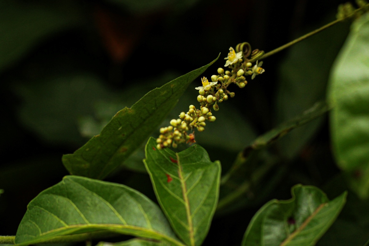 Paullinia pinnata