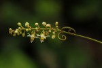Paullinia pinnata