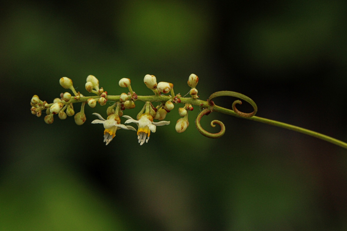 Paullinia pinnata