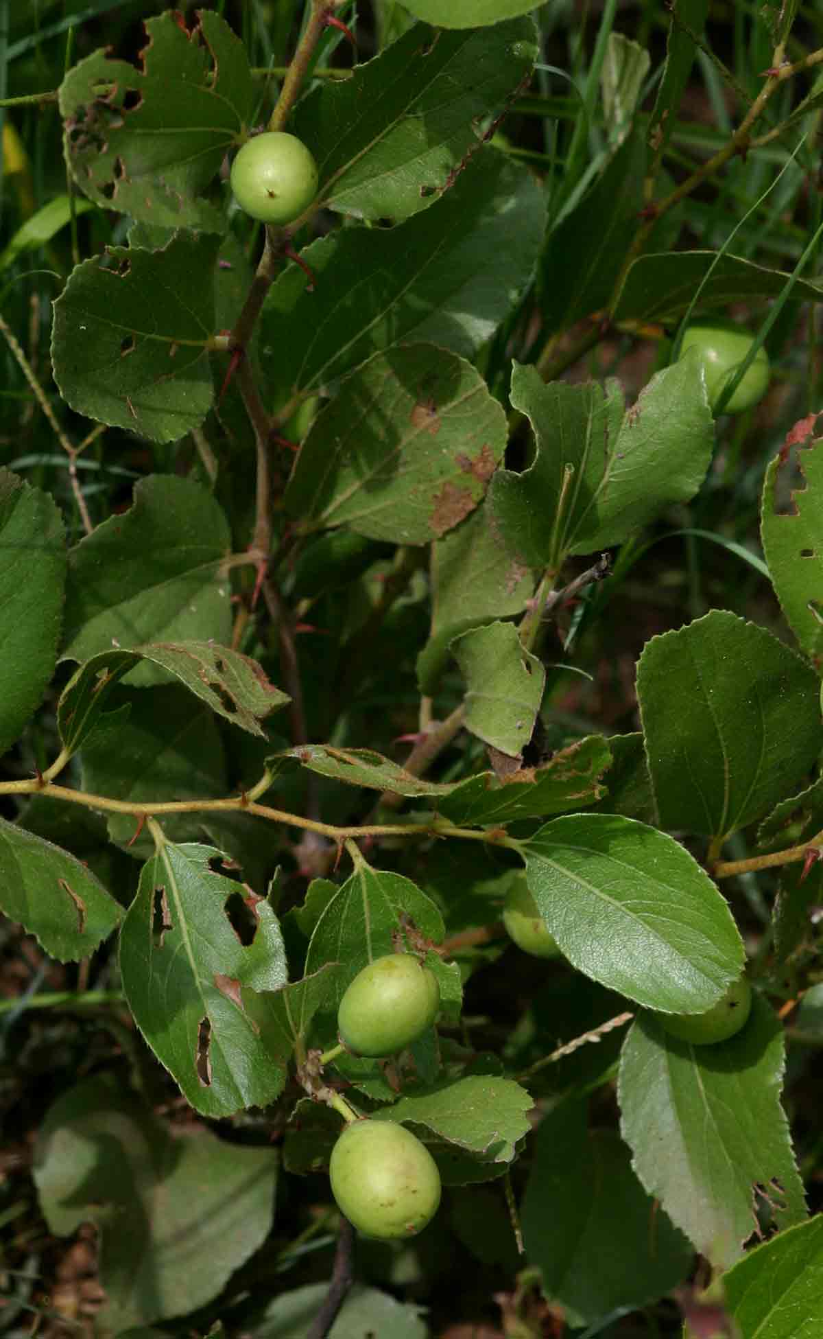 Ziziphus zeyheriana