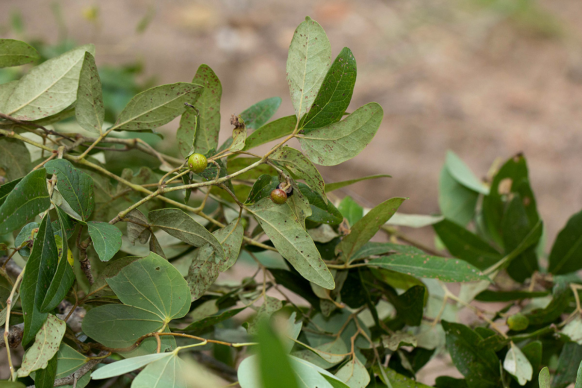 Rhoicissus revoilii