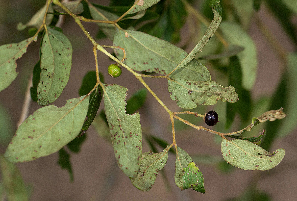 Rhoicissus revoilii