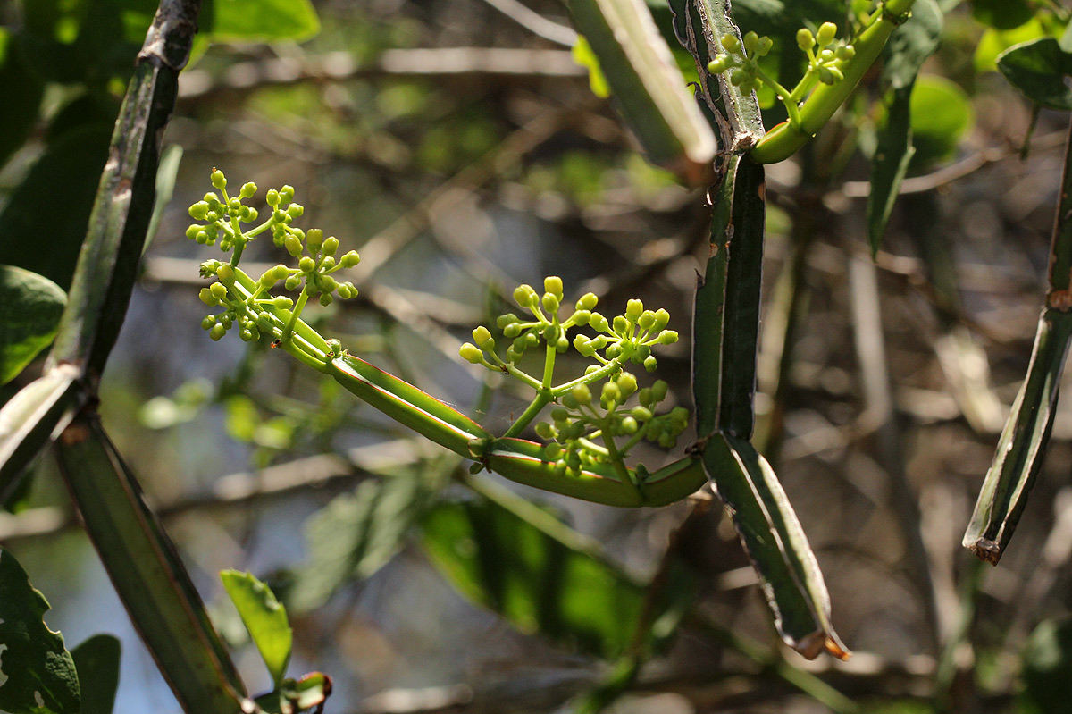 Cissus quadrangularis