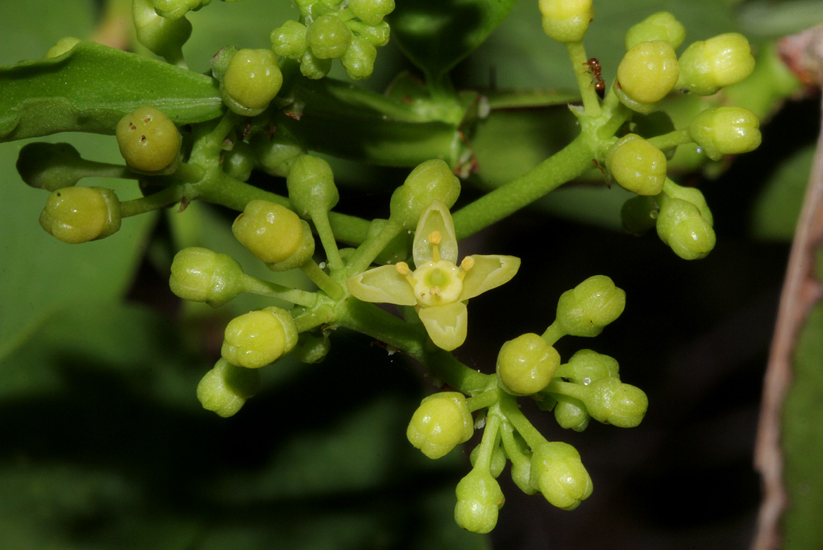 Cissus quadrangularis