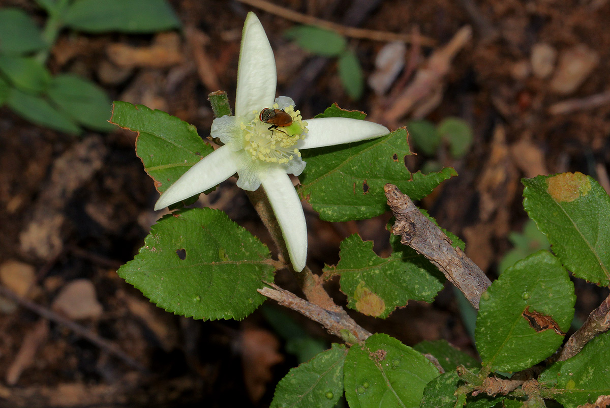 Grewia pachycalyx
