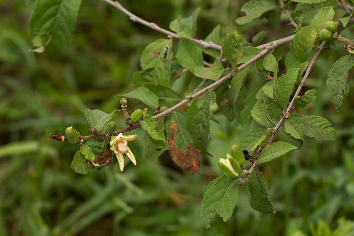 Grewia pachycalyx