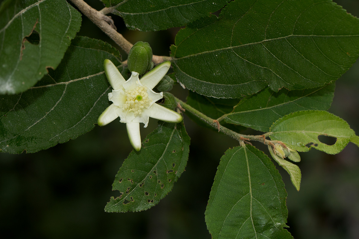 Grewia pachycalyx