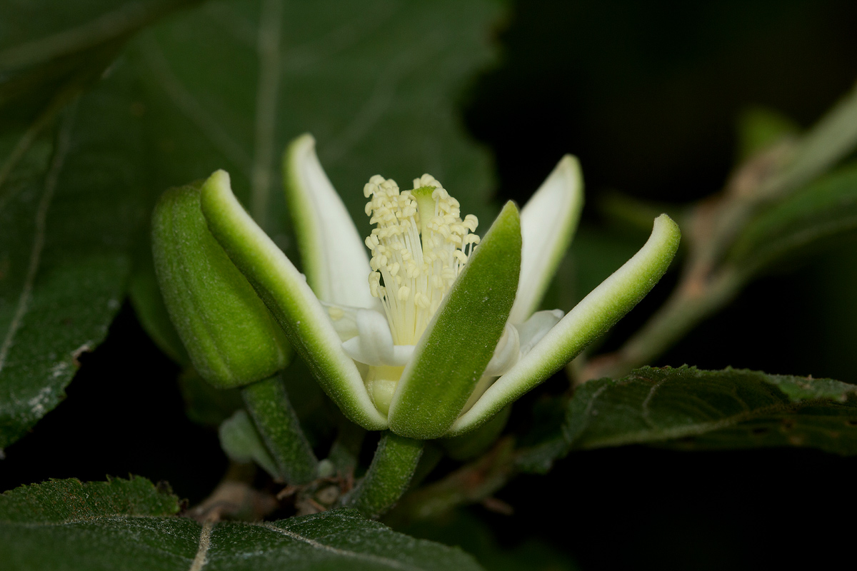 Grewia pachycalyx