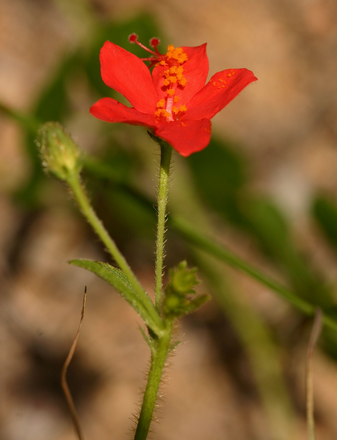 Hibiscus allenii