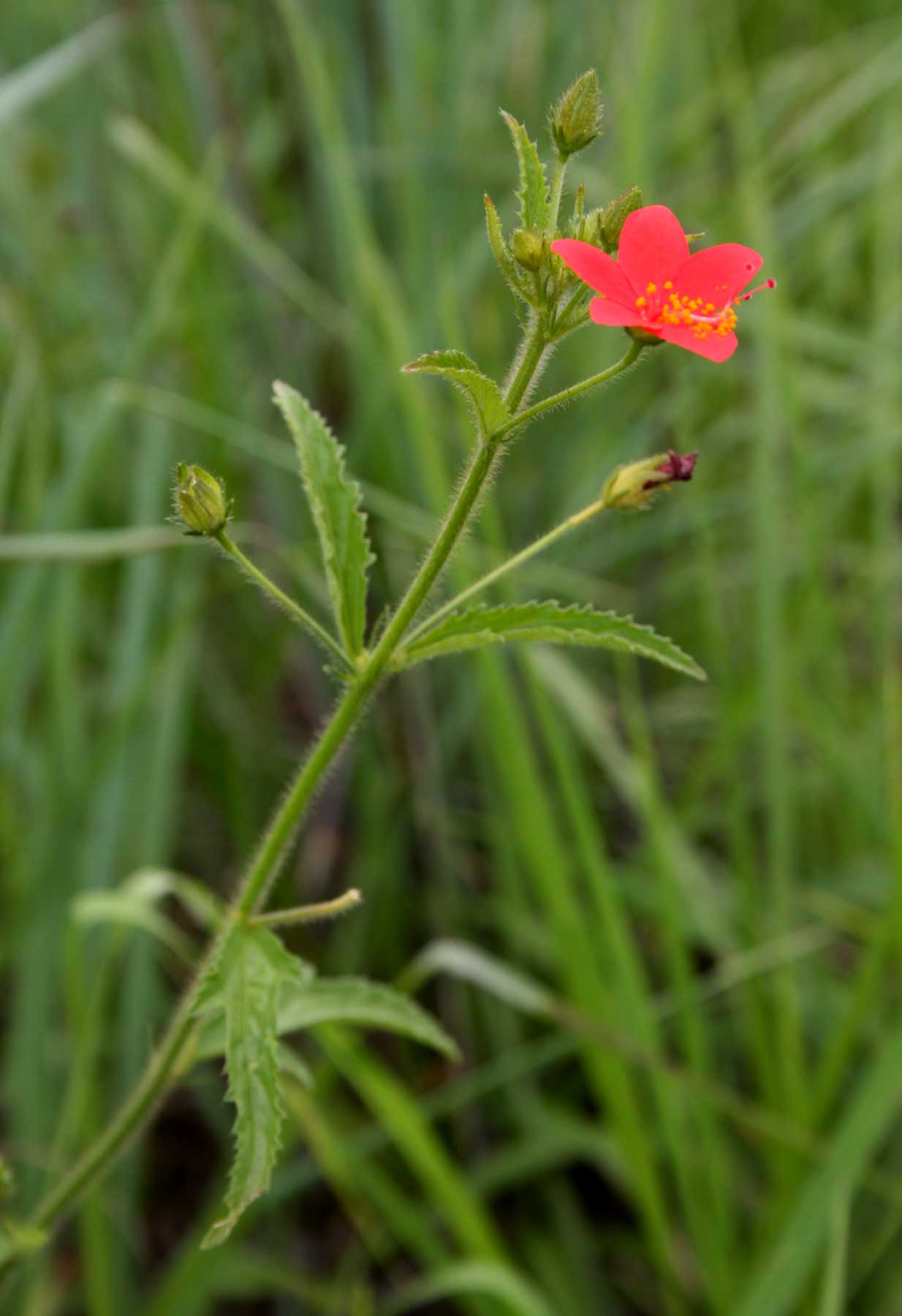 Hibiscus allenii