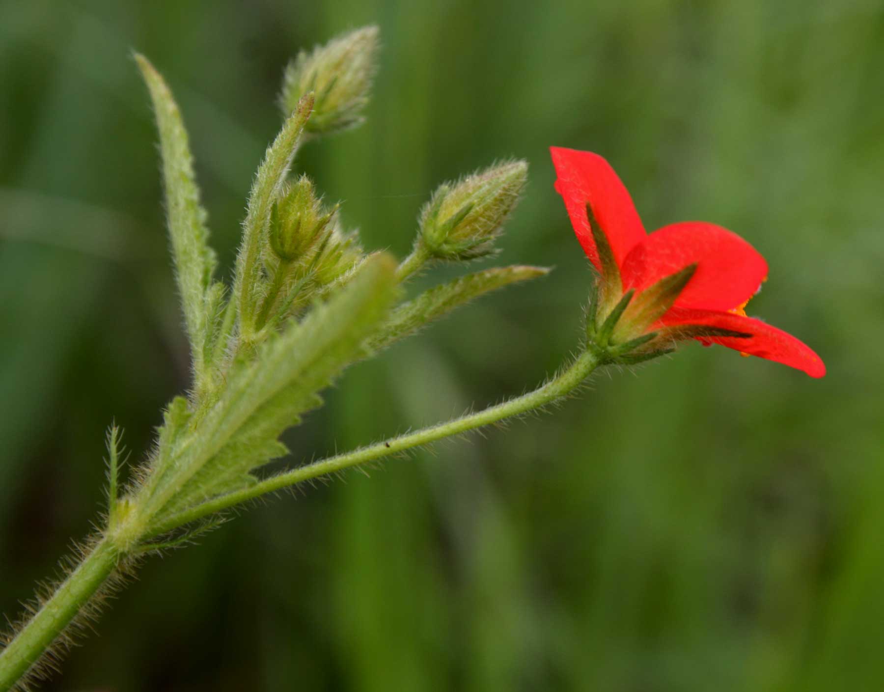 Hibiscus allenii