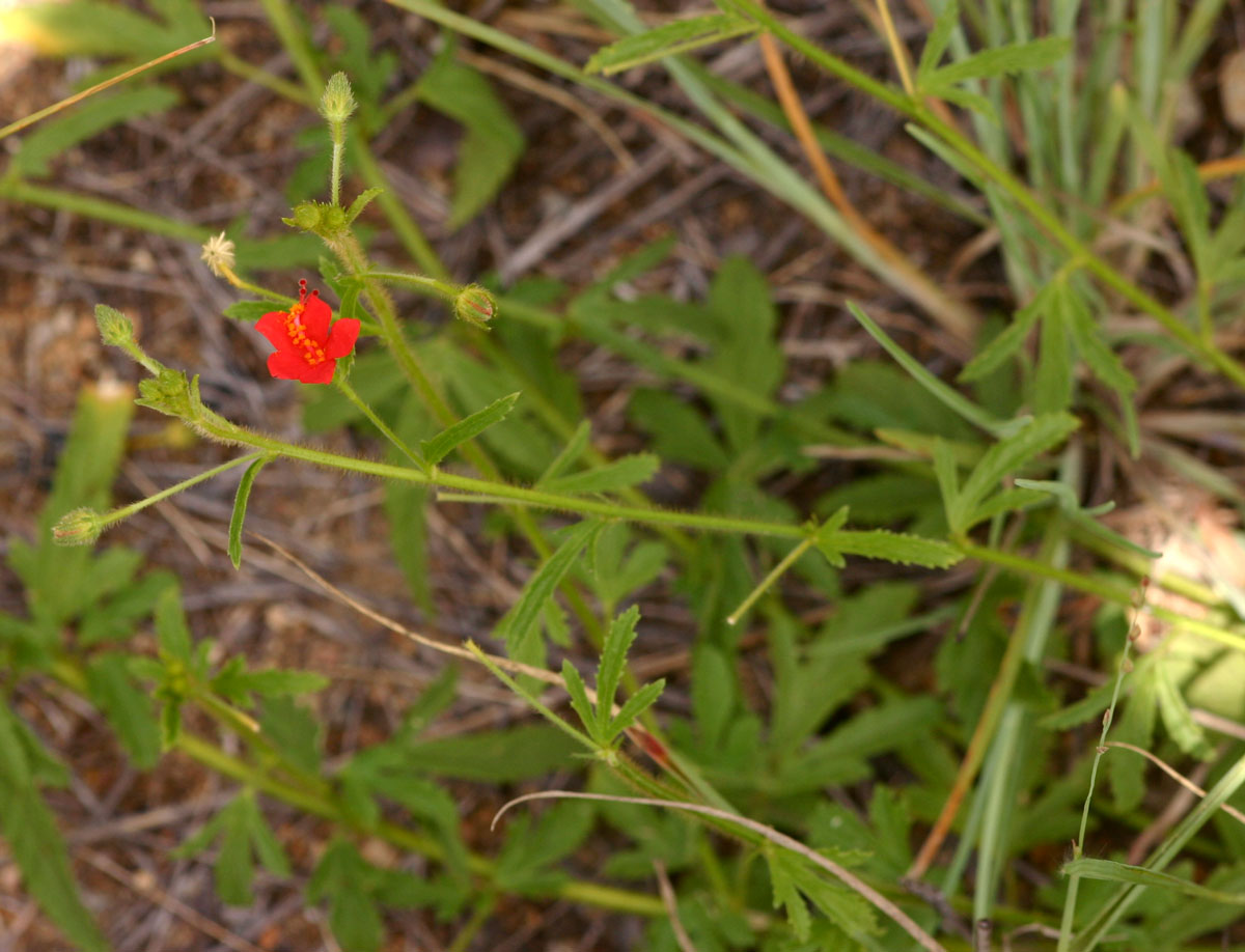Hibiscus allenii