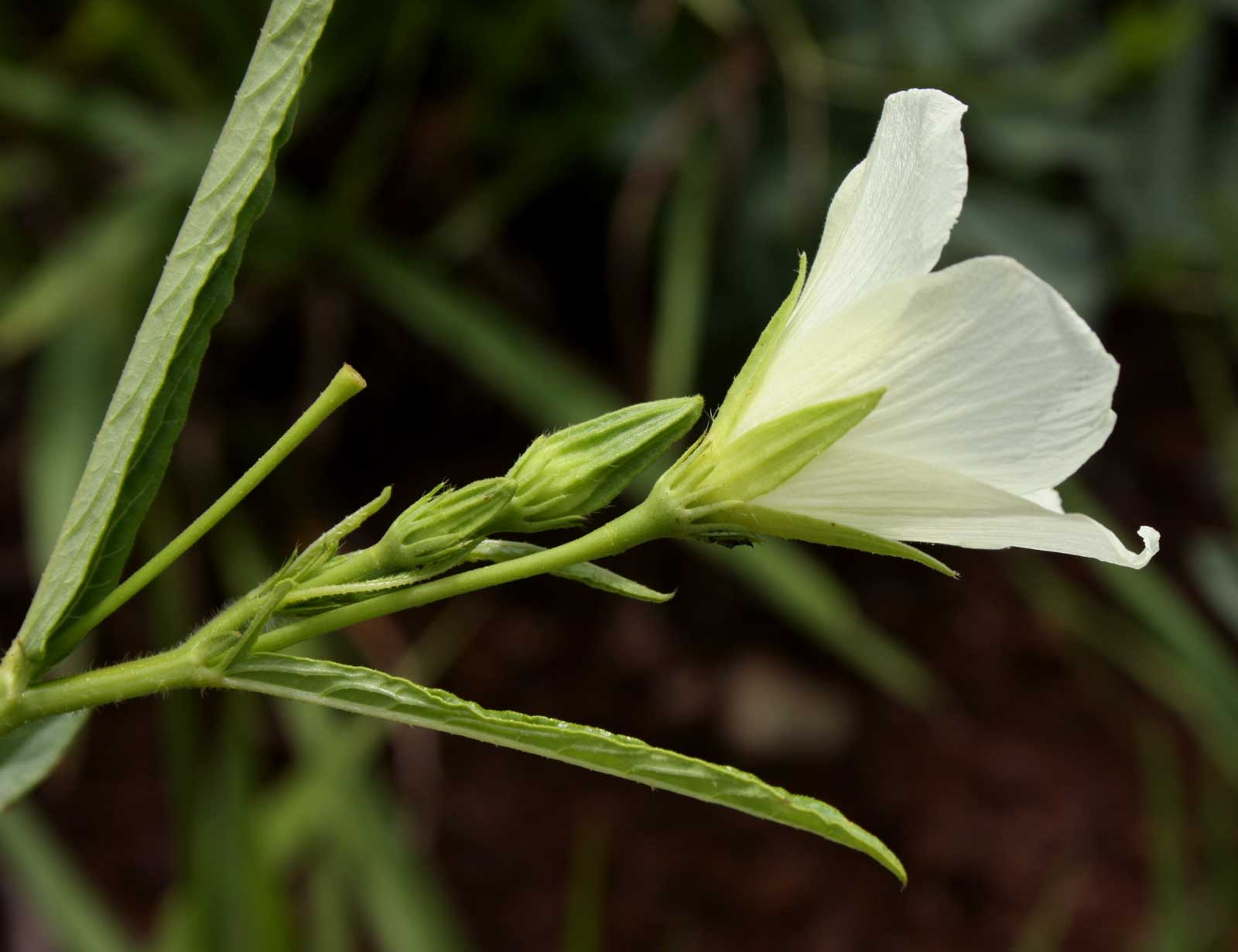 Hibiscus articulatus