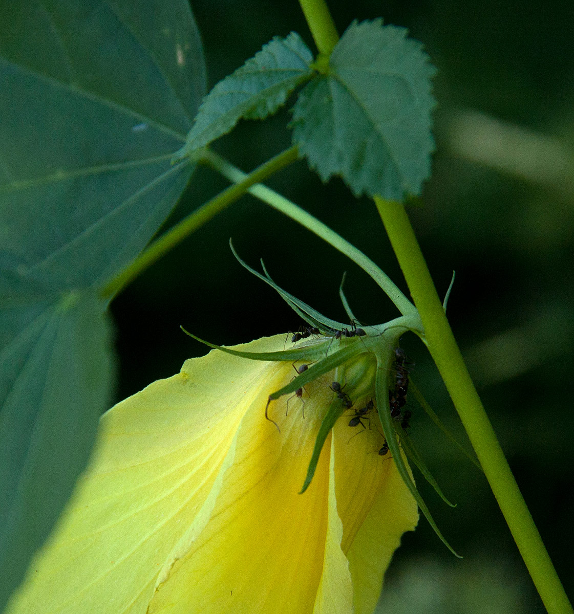 Hibiscus dongolensis