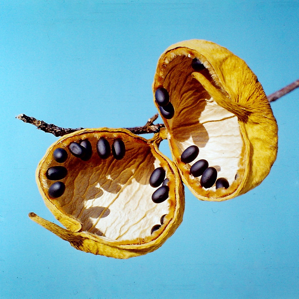 Sterculia africana