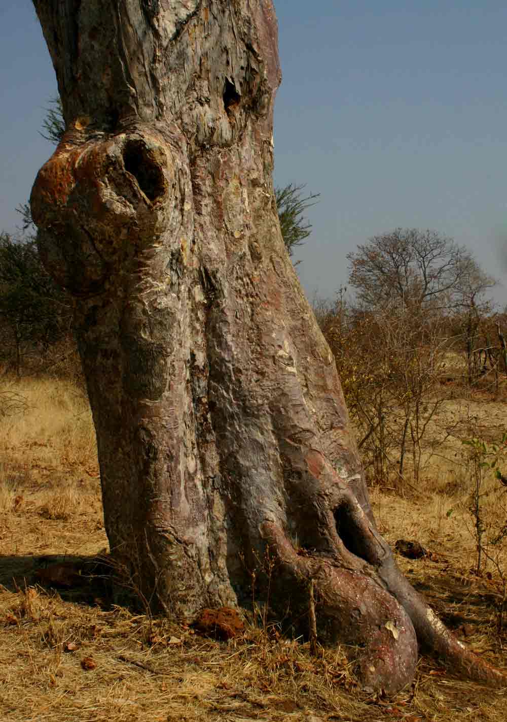 Sterculia africana