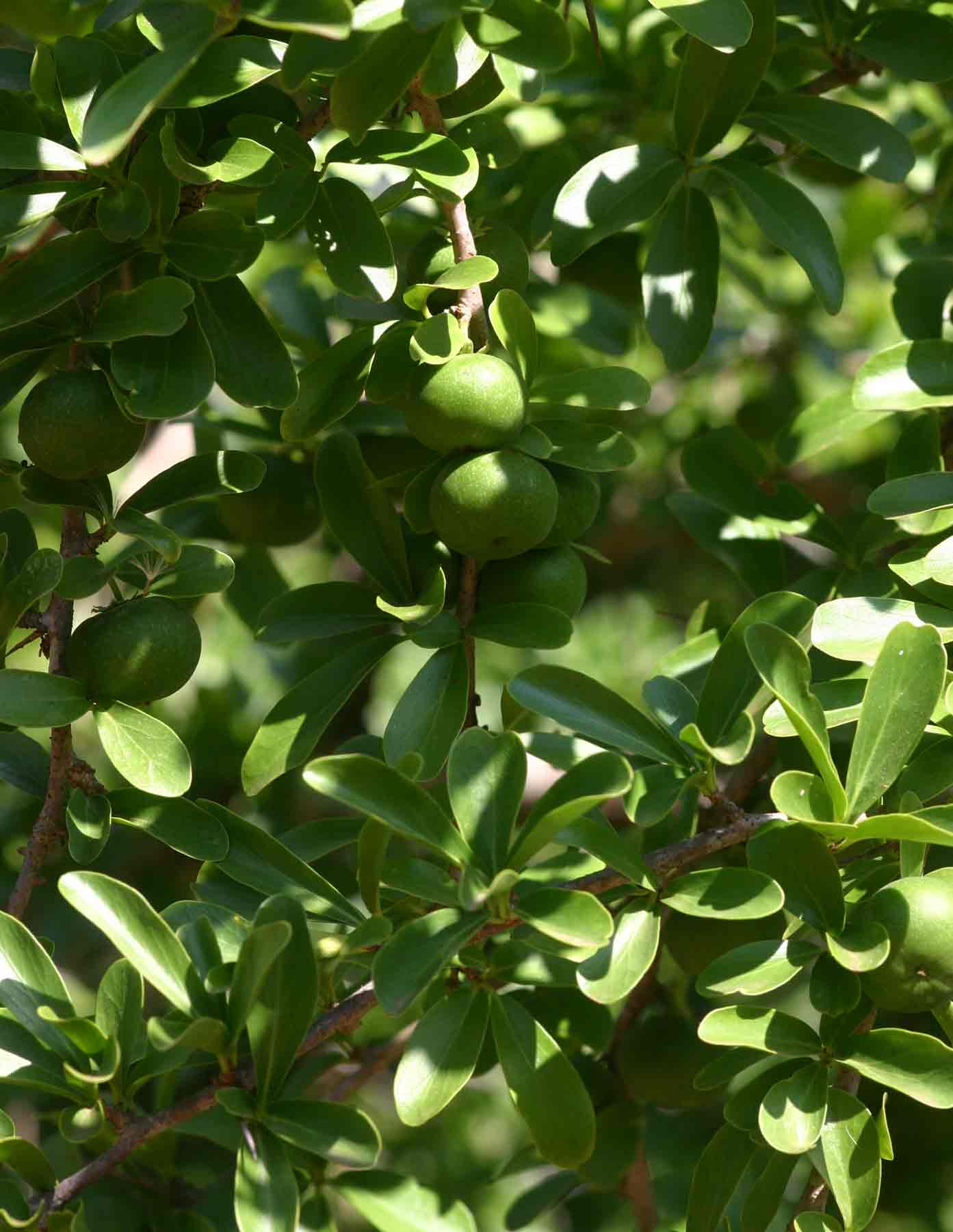 Dovyalis caffra