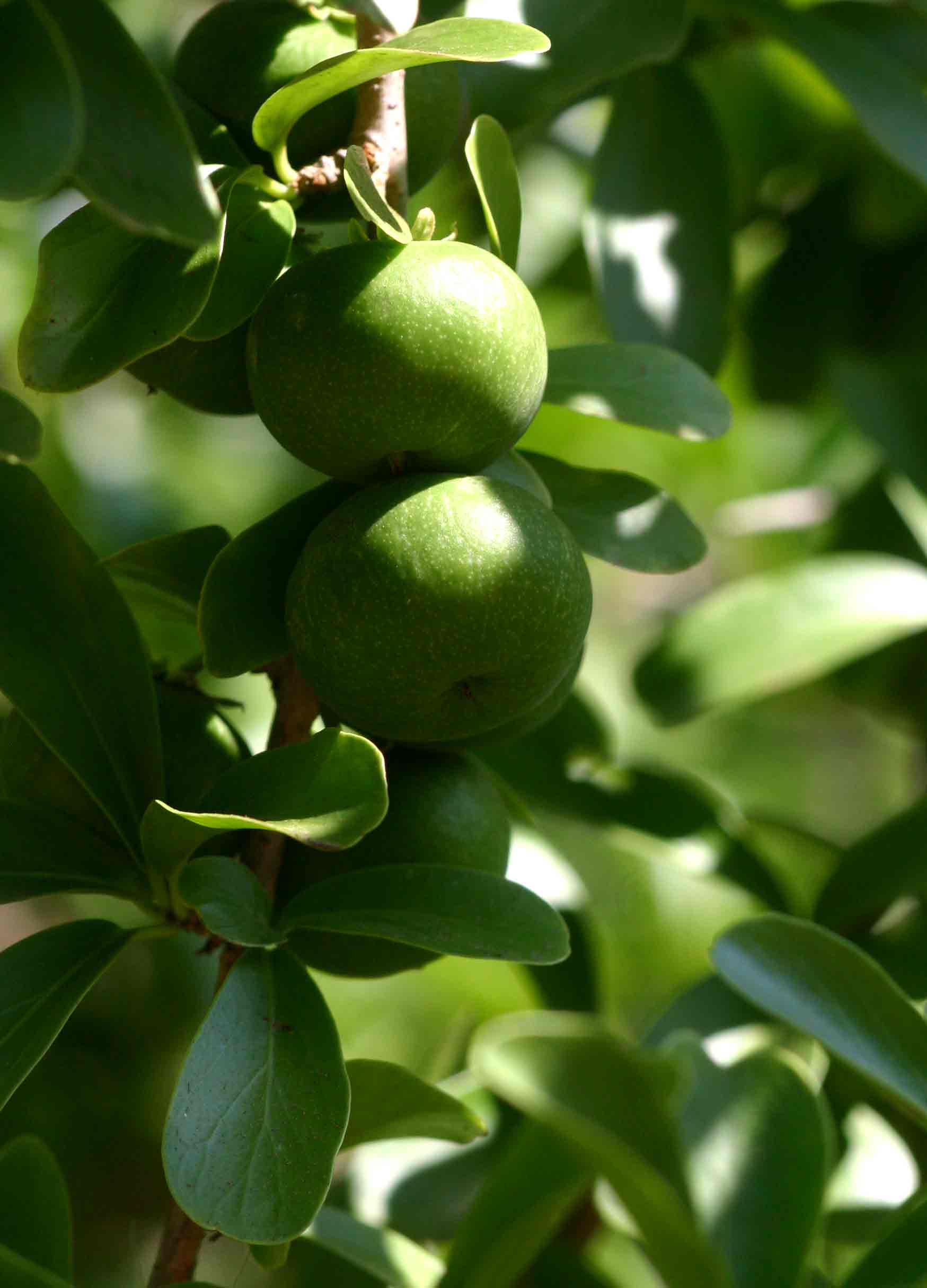Dovyalis caffra