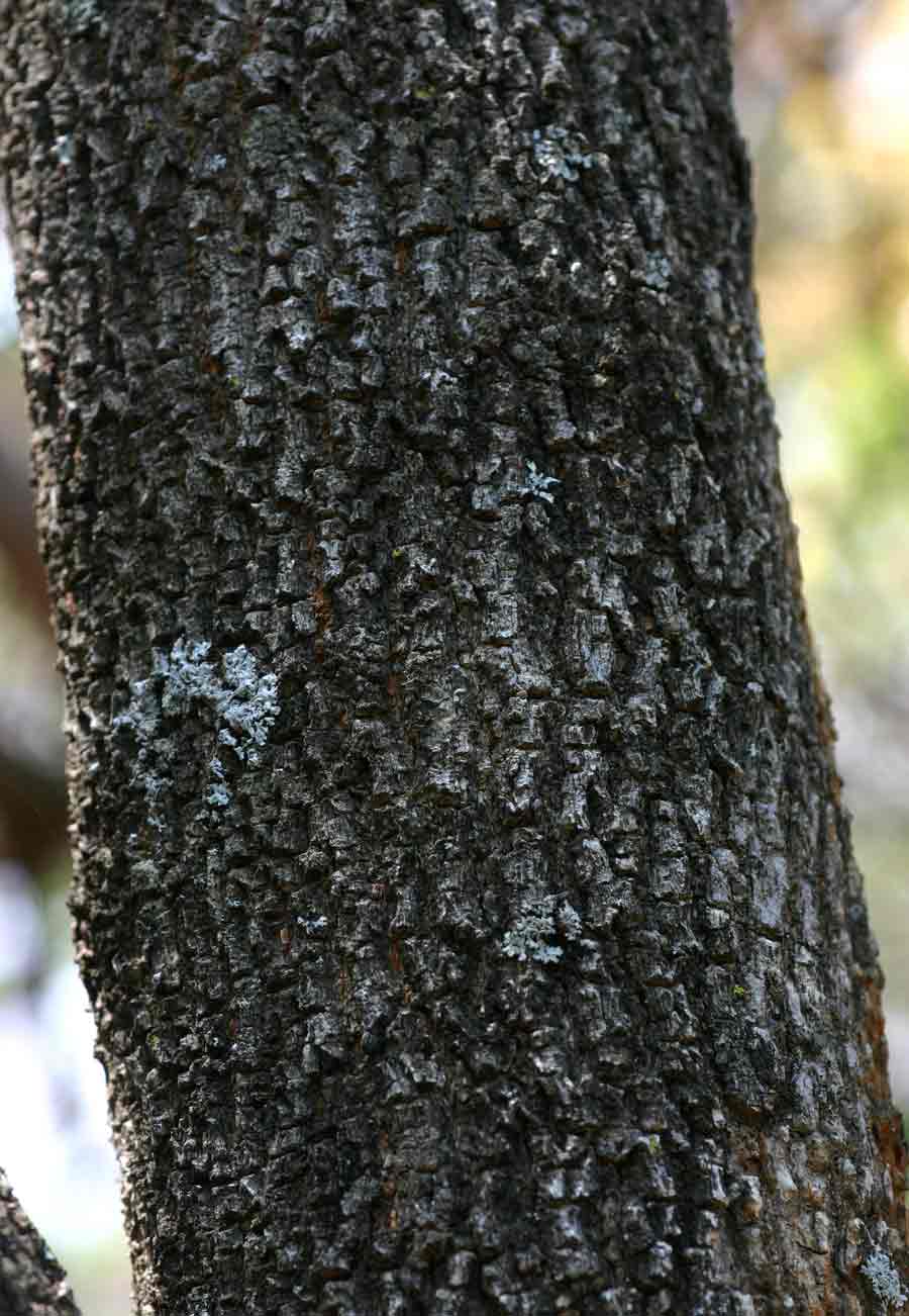 Dovyalis zeyheri