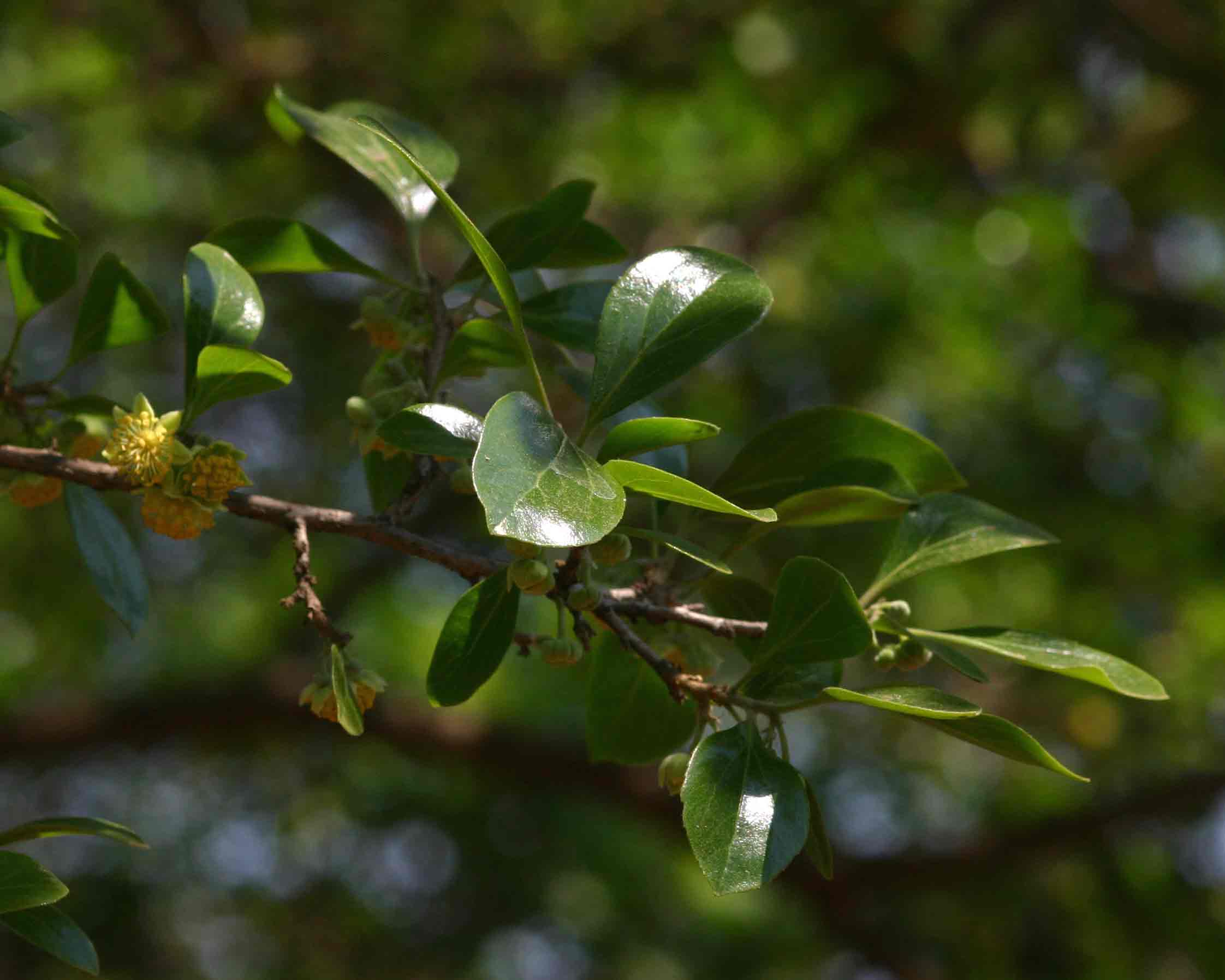 Dovyalis zeyheri