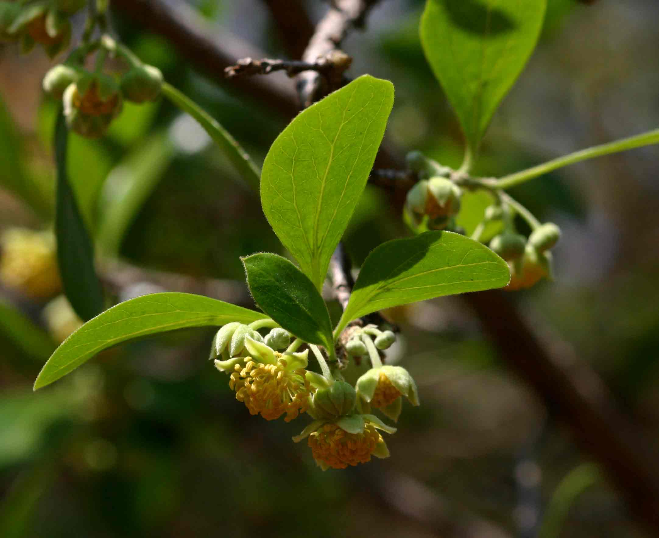 Dovyalis zeyheri
