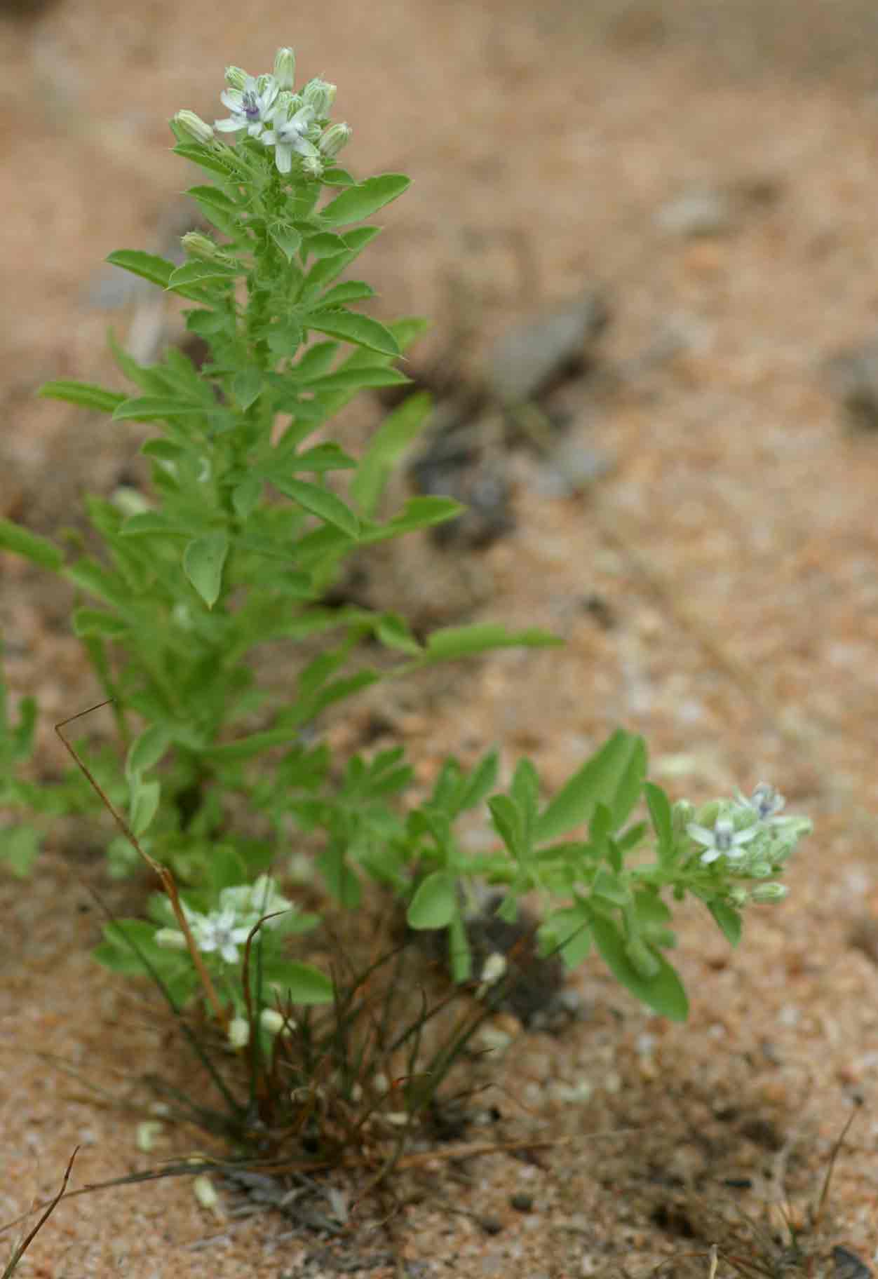 Basananthe pedata