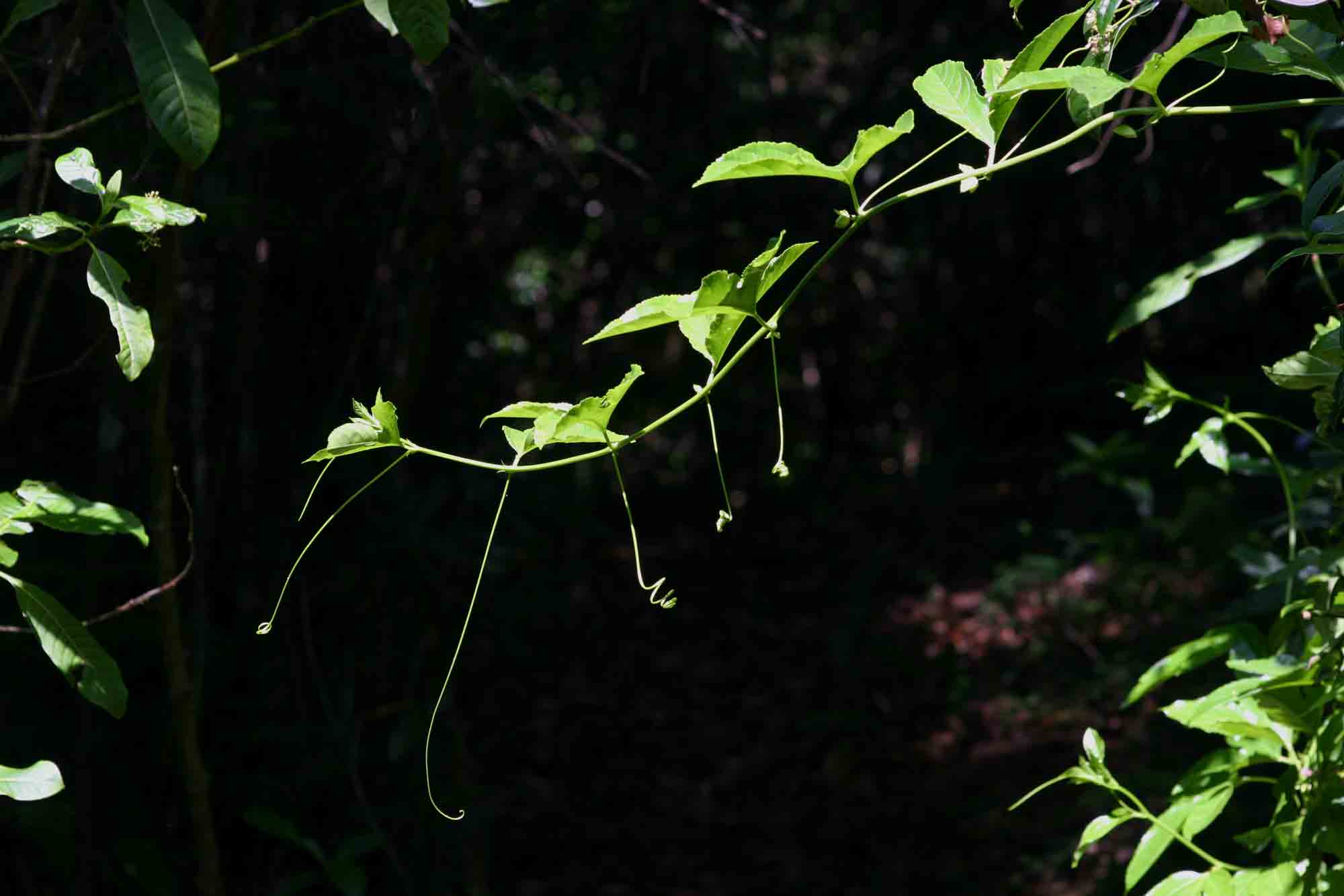 Passiflora edulis