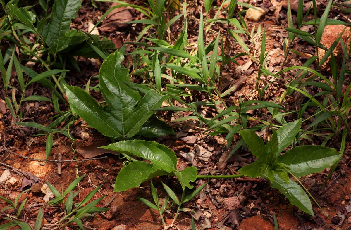 Passiflora edulis