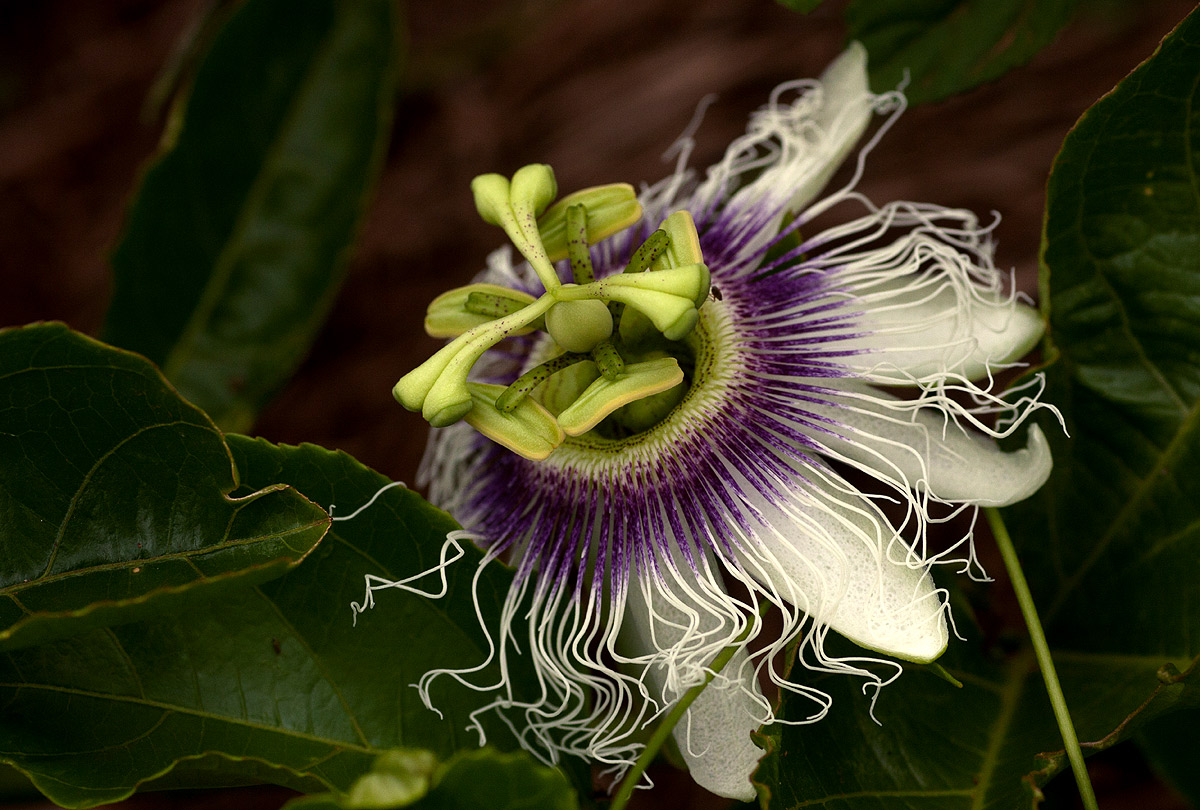Passiflora edulis