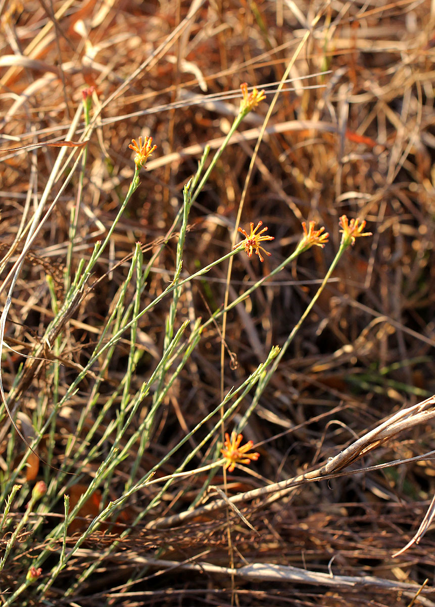 Gnidia microcephala