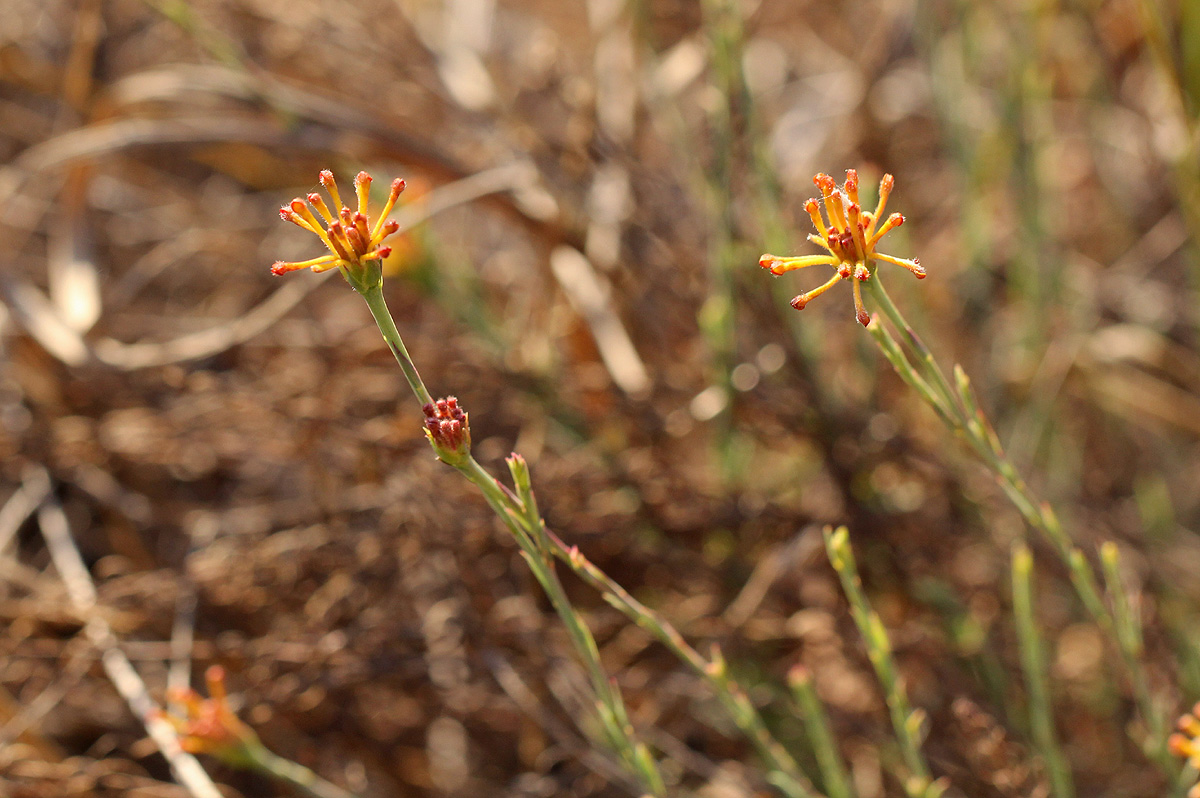 Gnidia microcephala