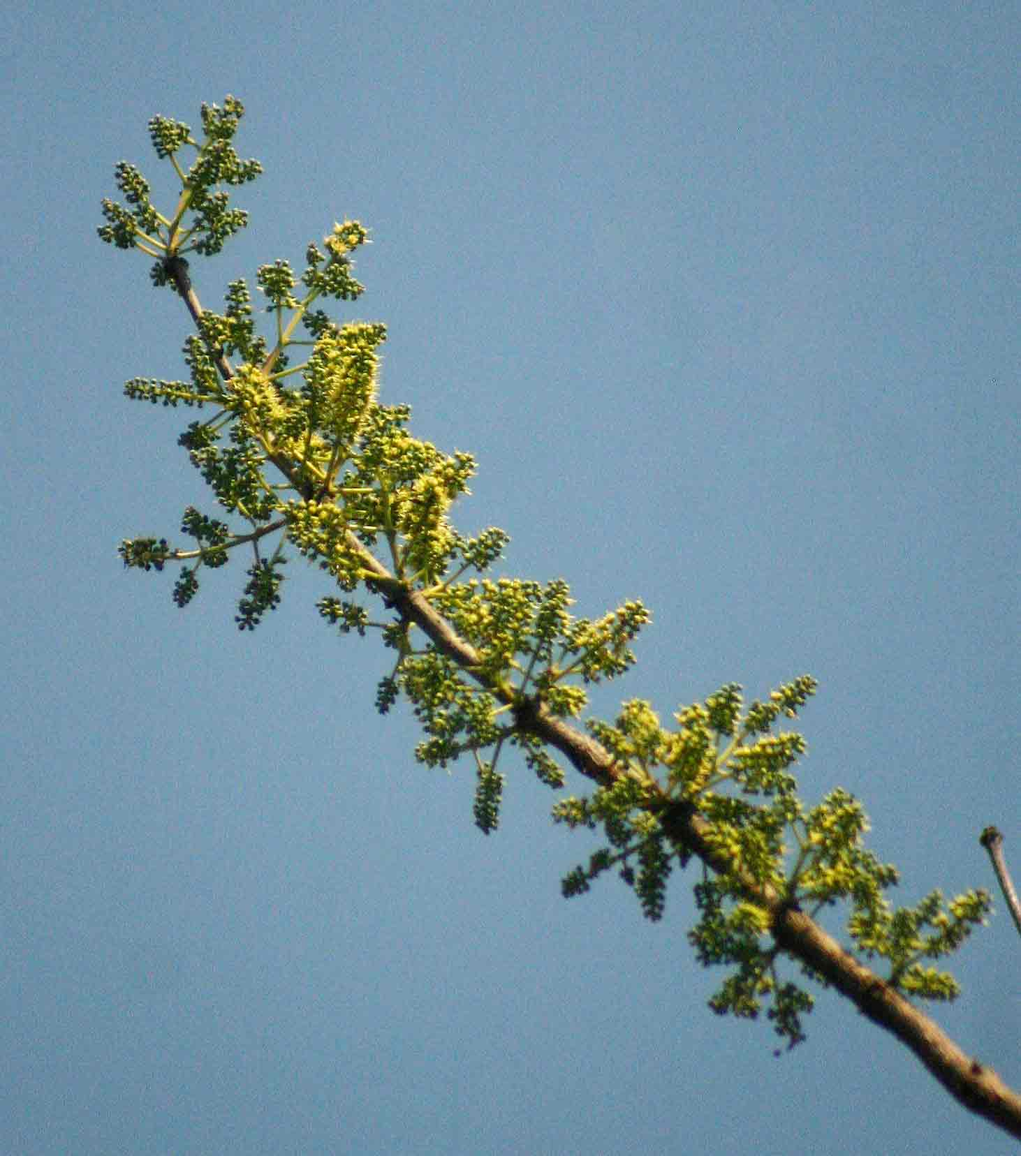 Combretum adenogonium