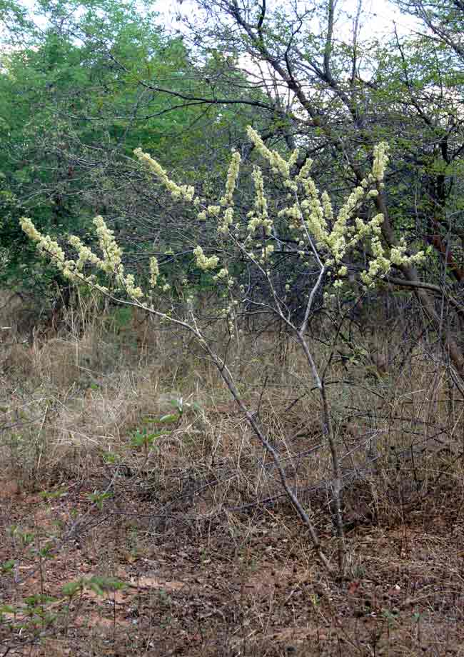 Combretum elaeagnoides