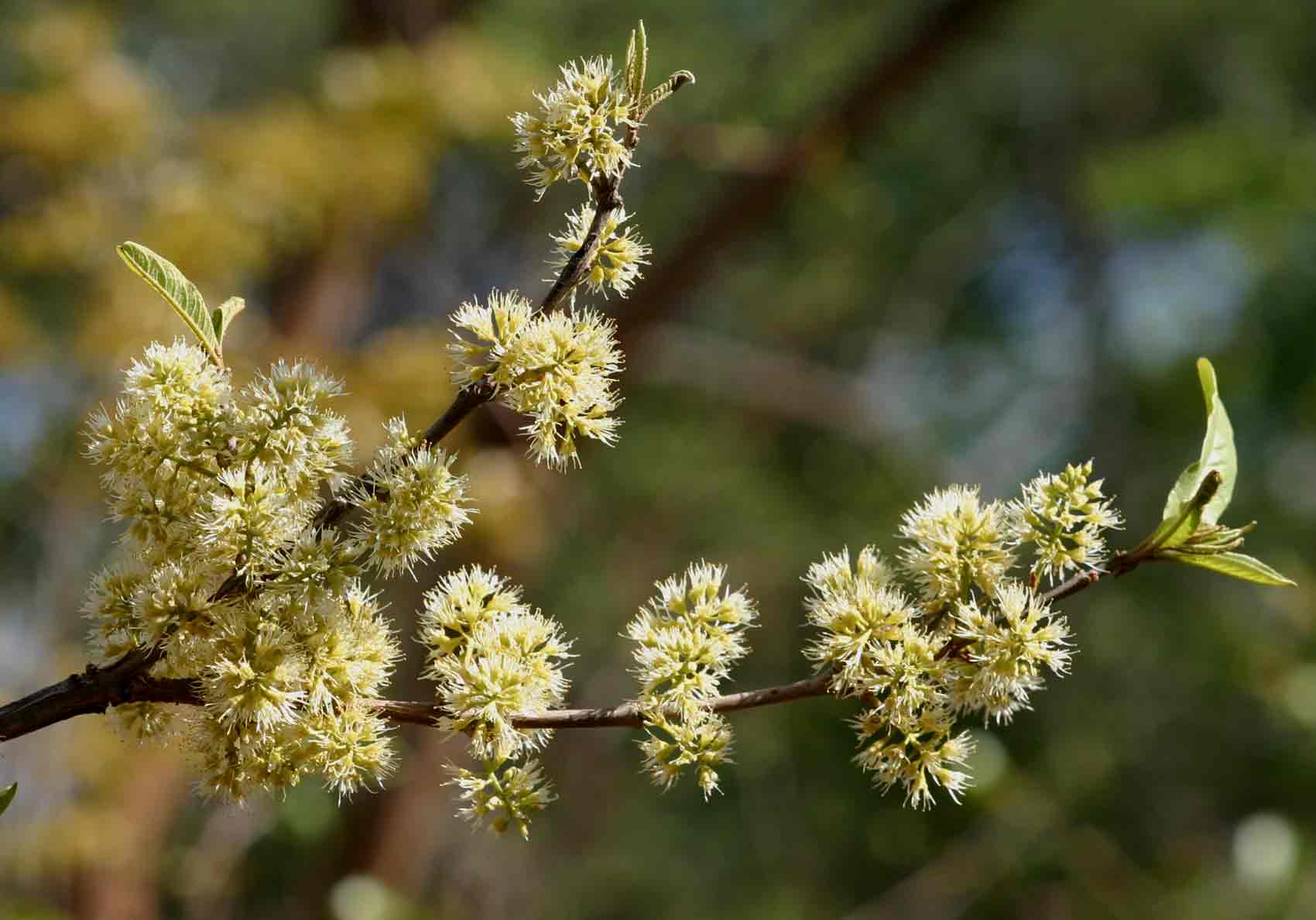 Combretum elaeagnoides