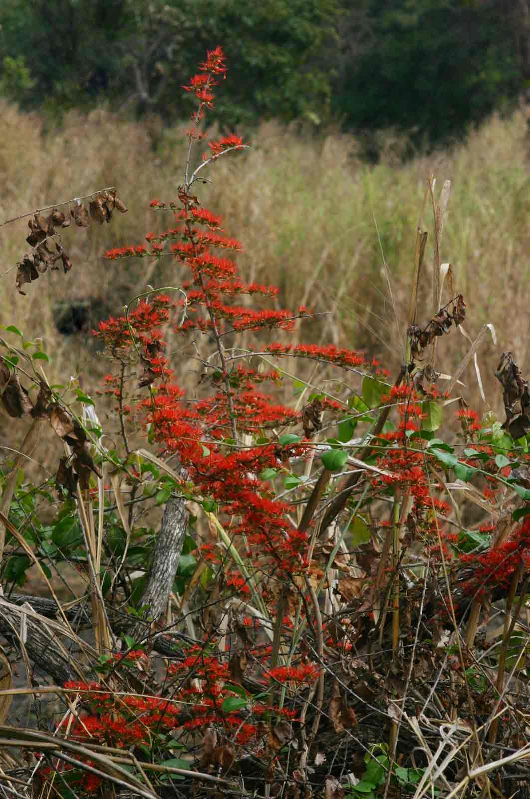 Combretum microphyllum