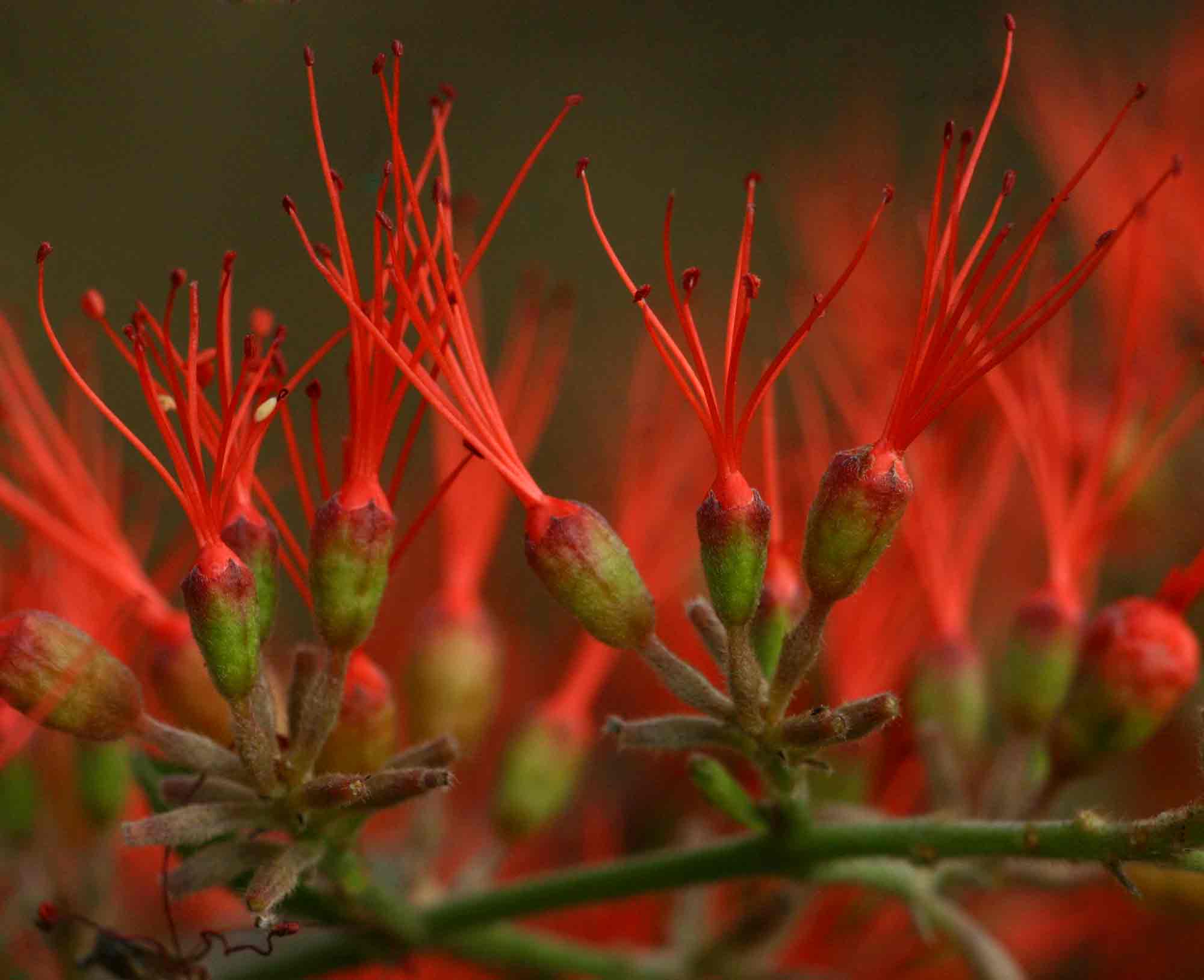 Combretum microphyllum