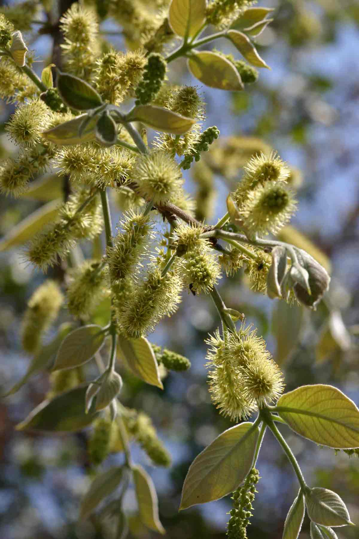 Combretum molle