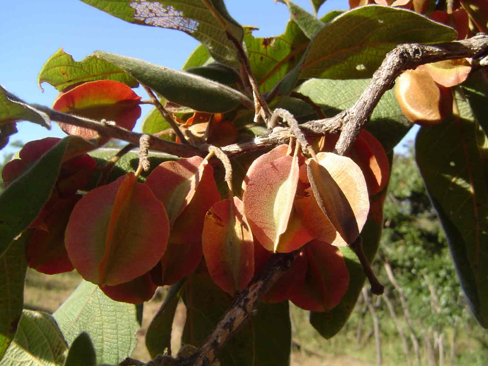 Combretum molle