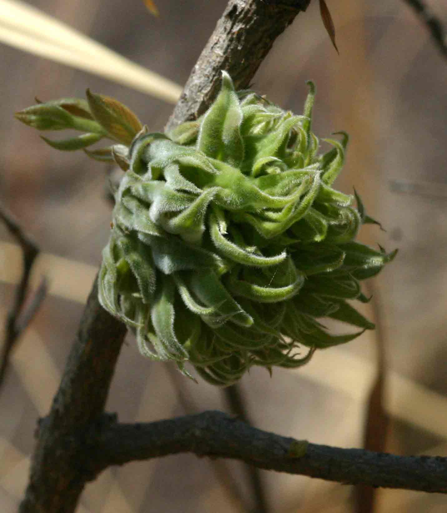 Combretum molle