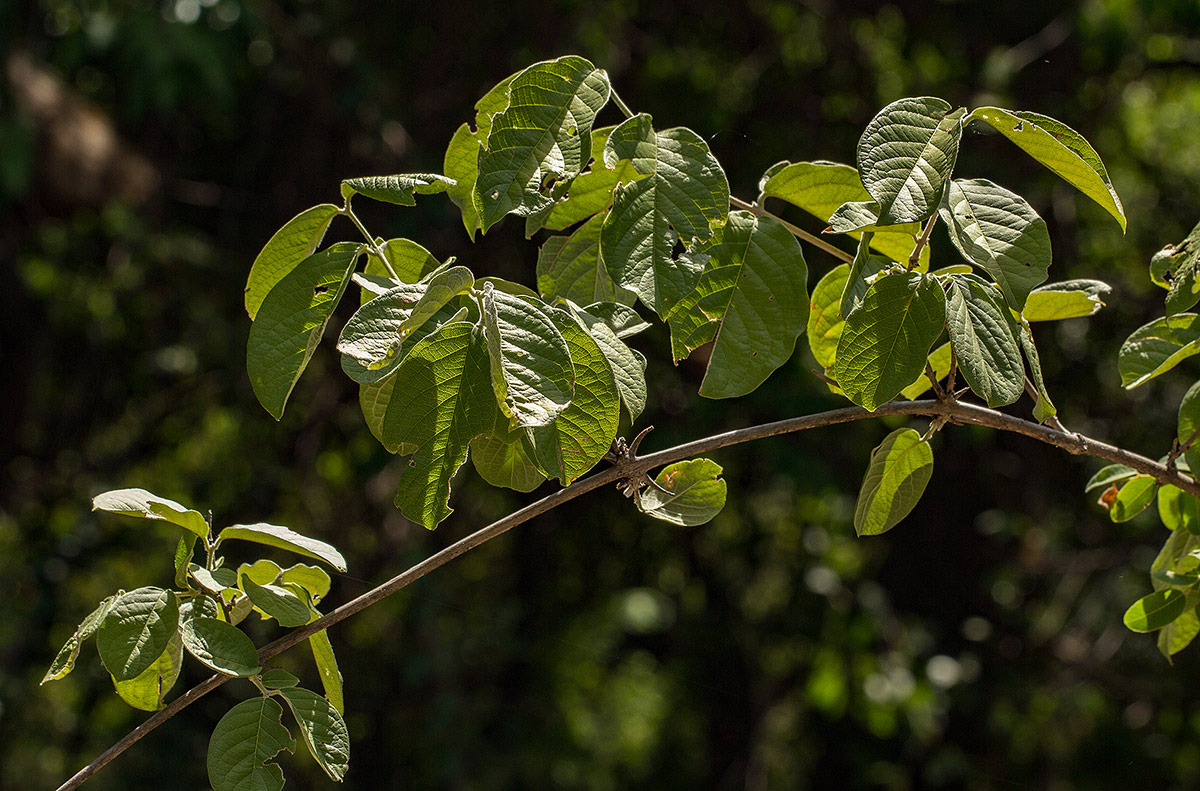 Combretum mossambicense