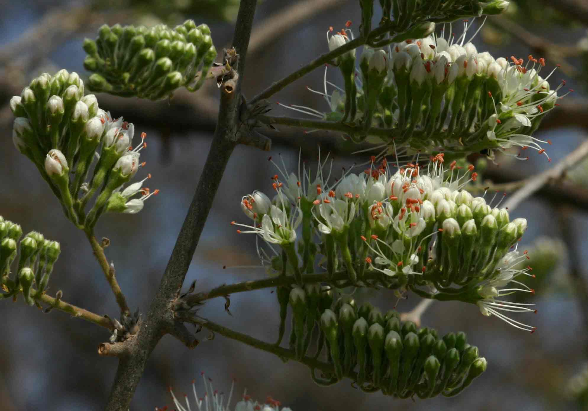 Combretum mossambicense