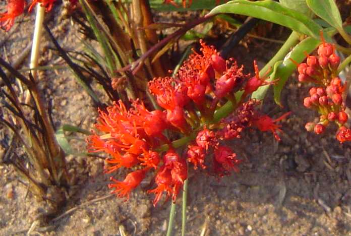 Combretum platypetalum subsp. oatesii