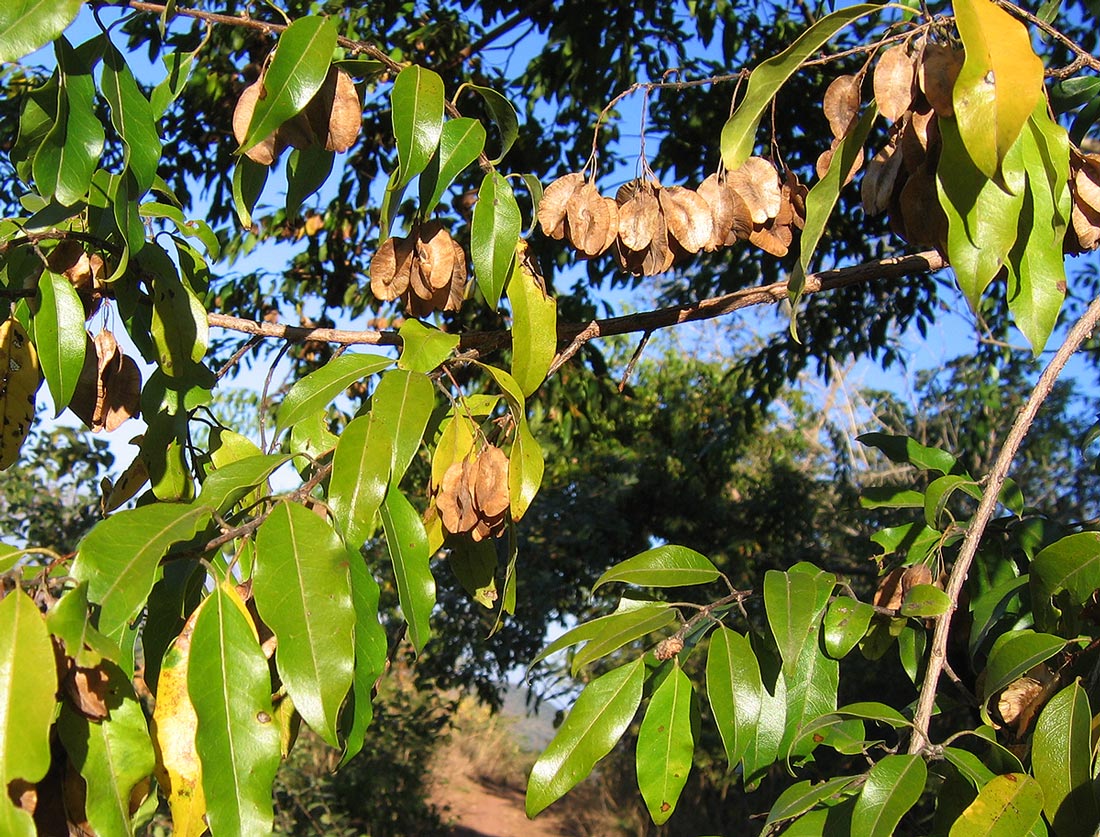 Pteleopsis myrtifolia